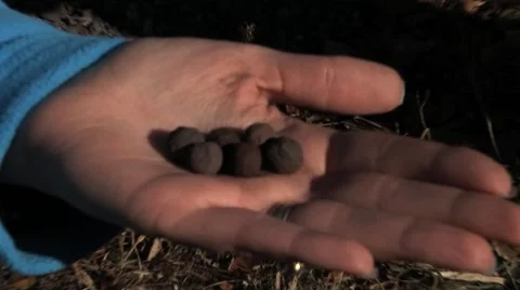 Iron Pellets Видео 45519536