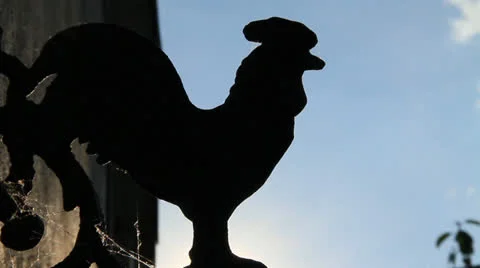 Iron Rooster Video stock 25486545