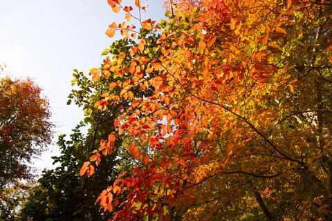Iron tree with red leaves in the forest. Lankaran. Azerbaijan. Stock Photos