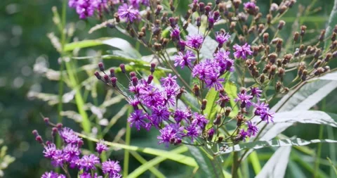 Ironweed Flowers blowing in summer wind Stock Footage 249682353