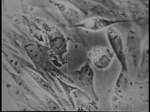 Irradiated cells are shown unable to complete the process of mitosis in 1970. Stock Footage 74936716