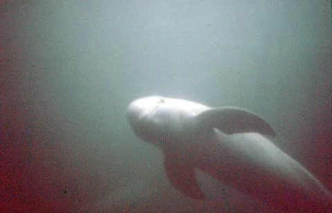 Irrawaddy Dolphin Stock Photos