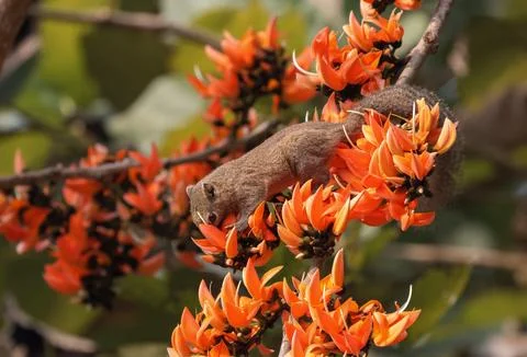 Irrawaddy squirrel on blooming flower in spring garden. Stock Photos