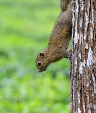 Irrawaddy squirrel on the tree. Stock Photos