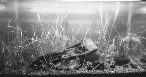 Irregular beauty Stock Photos