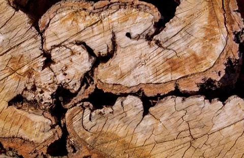 Irregular light brown colored oak section Stock Photos