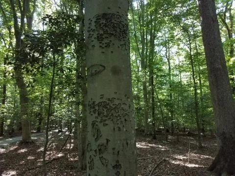 Irregular marks on tree trunk in the woods Stock Photos