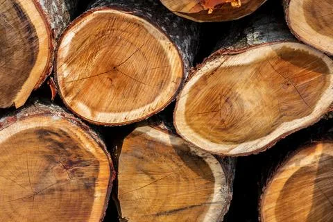 An irregular pattern of large circular pieces of natural wood in the middle o Stock Photos