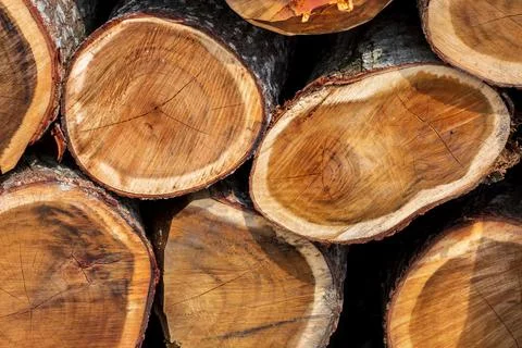 An irregular pattern of large circular pieces of natural wood in the middle o Stock Photos