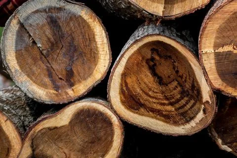 An irregular pattern of large circular pieces of natural wood in the middle o 스톡 사진
