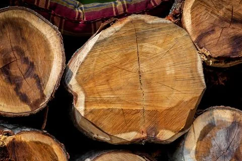 An irregular pattern of large circular pieces of natural wood in the middle o Stock Photos