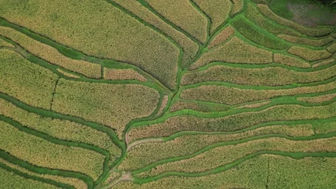 Irregular pattern of rice fields, top-down aerial shot, camera spin and fly up Stock Footage 229994613