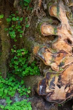 Irregular pattern tree stump Stock Photos