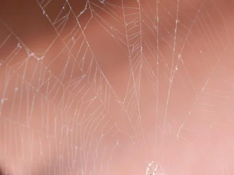 Irregular spiders web on a rosy background Stock Photos