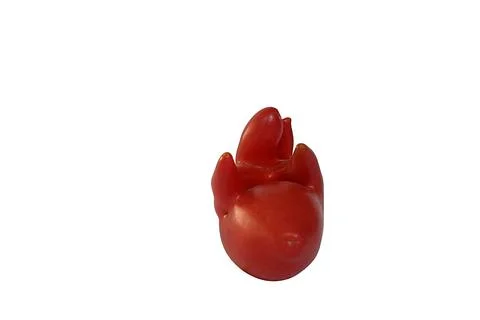 An irregularly shaped tomato mutated as a result of unfavorable growing con.. Stock Photos