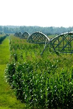 Irrigated corn field Stock Photos