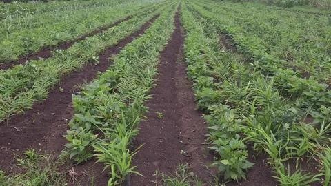 An irrigated field showing mid-stage intercropping on cultivated land. Rows of g 库存影片 341271785