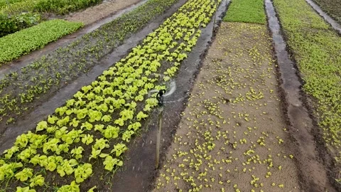 Irrigated Green Vegetable Fields Aerial Stock Footage 290080493