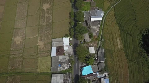 Irrigated rice paddy fields, green and healthy, in Bali Indonesia Stock Footage 232083837
