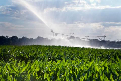 Irrigating a Cornfield Stock Photos