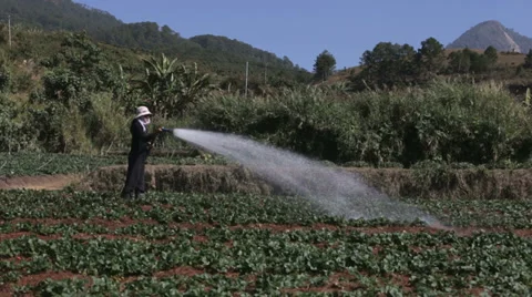 Irrigating Fields by Hand in Vietnam Stock Footage 35559627