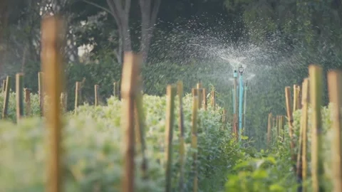 Irrigating grass with water sprinkler Close-up of garden irrigation and Video stock 334657253