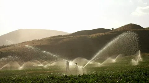 Irrigating grass with water sprinkler Close-up of garden irrigation and Vídeos de archivo 334657635