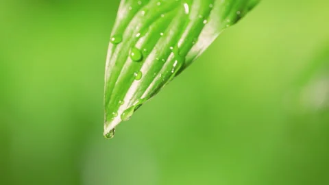 Irrigating Greenery Droplets Beading On Leaves 4K Closeup Stock Footage 341863947