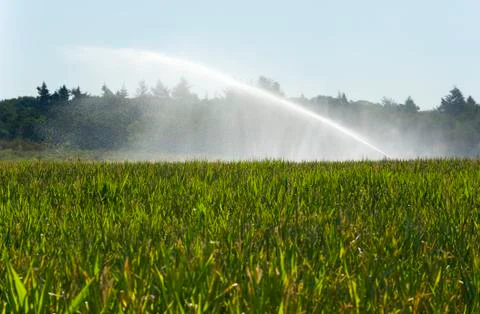 Irrigating maize Foto stock