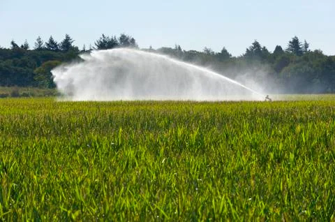 Irrigating maize Stock Photos
