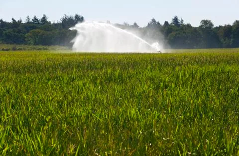Irrigating maize Foto stock