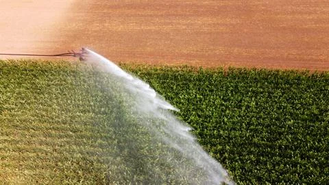 Irrigating maize in the summer Foto stock