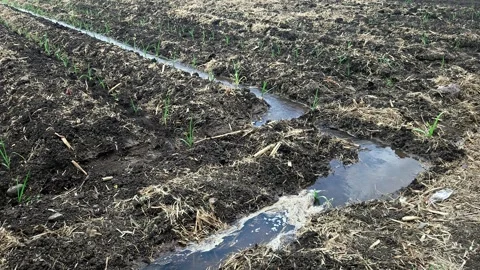 Irrigating a plowed field after sugarcane planting. Water flows through furrows, 库存影片 336365388