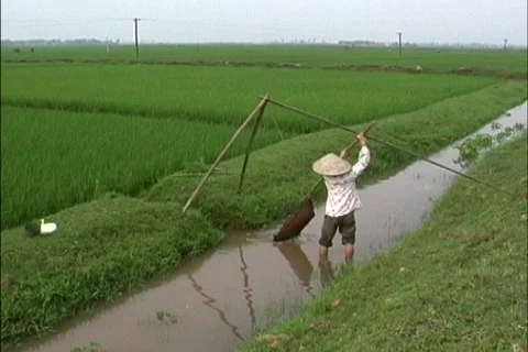  Irrigating rice paddies Stock Footage 467524