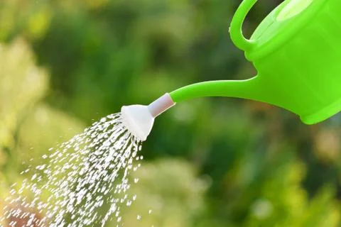 Irrigating with sprinkling can 스톡 사진