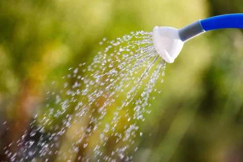 Irrigating with sprinkling can Stock Photos