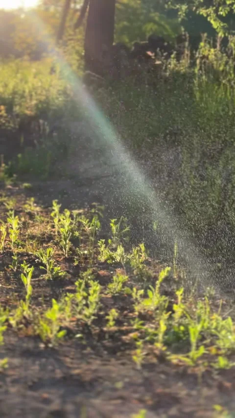 Irrigation in Action Effectively Spraying Water on Various Crops for Optimal Видео 306082267