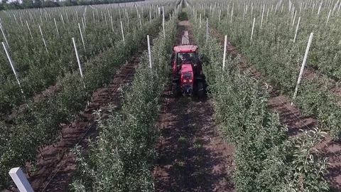 Irrigation of apple orchard 動画素材 81145919