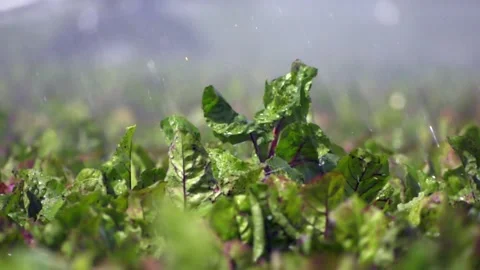 Irrigation - beet root - slow mo 스톡 동영상 139970594