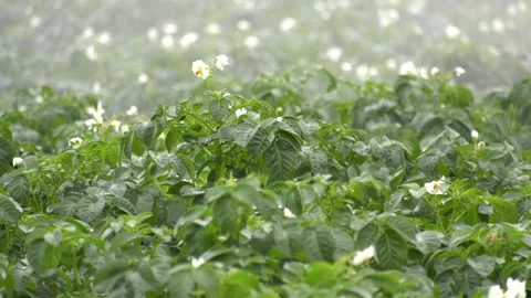 Irrigation - boom sprinkler Stock Footage 140384015