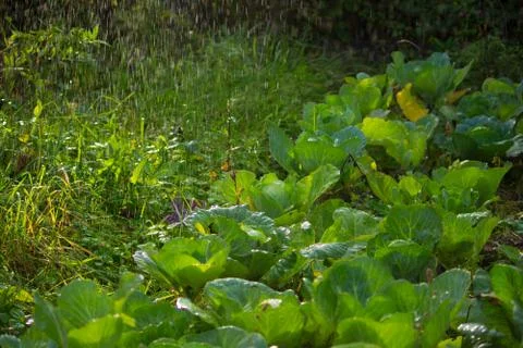 Irrigation of cabbage from the irrigation system Stock Photos