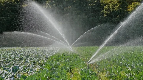 Irrigation cabbage plantation Stock Footage 100110269