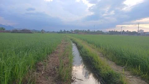 Irrigation Canal Between Rice Fields Under Dramatic Sky Stock Photos