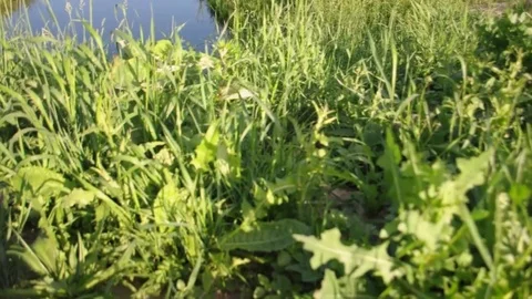 An irrigation canal in a rural area, Stock Footage