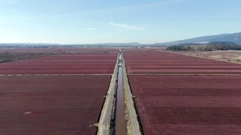 Irrigation Canal Through Cranberry Bogs In Winter Flooding Period - Pitt Stock Footage 333516260