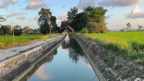 Irrigation Canal Through Green Rice Paddy Fields at Golden Hour Stock Footage 340489094