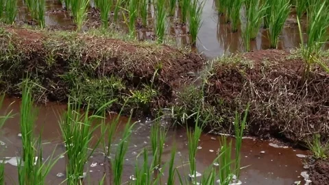Irrigation canals in rice fields Stock Footage 257328315