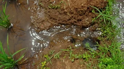 Irrigation canals in rice fields Stock Footage 257434144