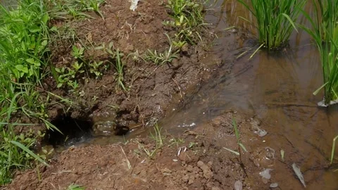 Irrigation canals in rice fields Stock Footage 257434158