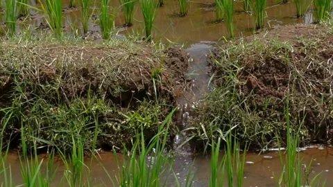 Irrigation canals in rice fields Stock Footage 257434217